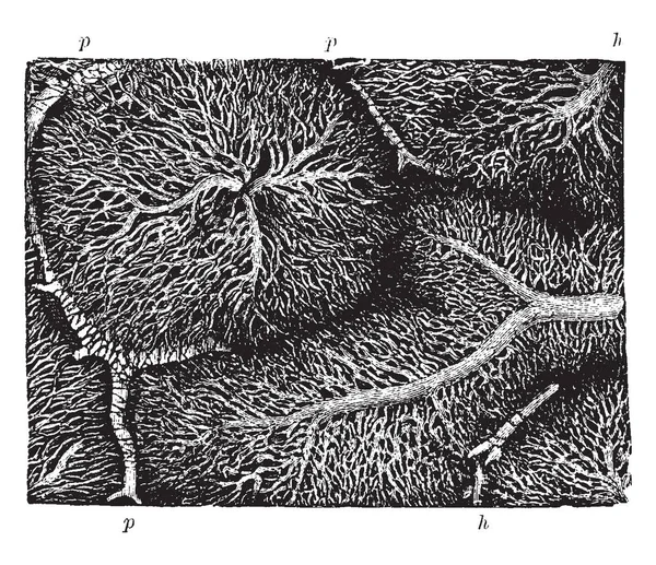 本插图代表兔肝小叶中的毛细血管网 复古线画或雕刻插图 — 图库矢量图片