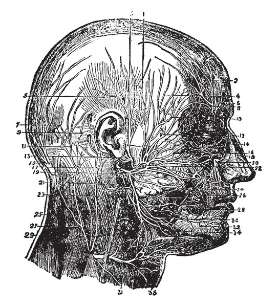 この図は 顔と頭皮 ビンテージの線描画や彫刻イラストの神経を表します — ストックベクタ