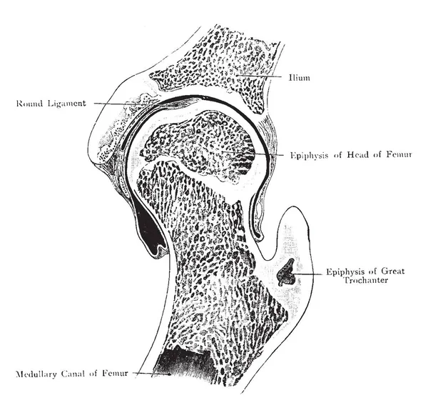 Questa Illustrazione Rappresenta Sezione Frontale Attraverso Articolazione Dell Anca Disegno — Vettoriale Stock