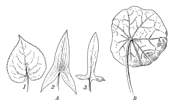 Винтажная иллюстрация на основе листьев . — стоковый вектор