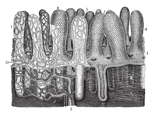 Mucous Membrane of the Ileum, vintage illustration. — Stock Vector