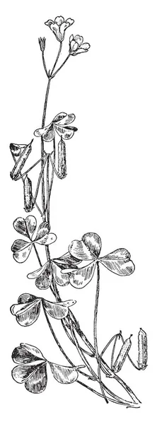 Esta Imagen Representa Flor Cockle Del Maíz Que Conoce Como — Vector de stock