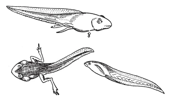 Trzeci Etap Cyklu Życia Żaba Vintage Rysowania Linii Lub Grawerowanie — Wektor stockowy