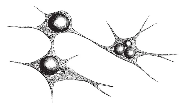 Corpuscules Branchés Tissu Conjonctif Développant Cellules Graisseuses Dessin Ligne Vintage — Image vectorielle