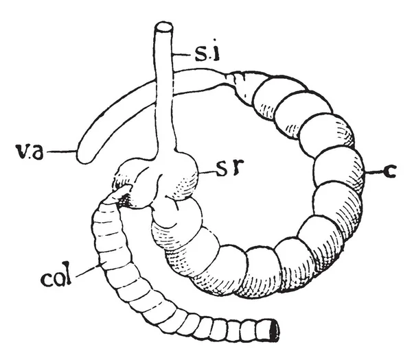 Diagram Över Blindtarmen Kanin Vintage Linje Ritning Eller Gravyr Illustration — Stock vektor