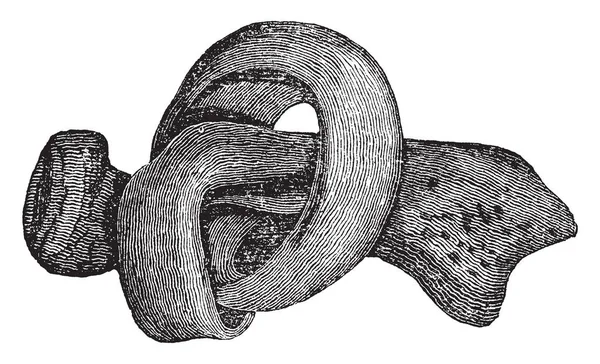Illustration Represents Membranous Portion Bone Vintage Line Drawing Engraving Illustration — Stock Vector