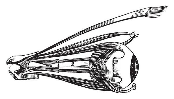 Esta Ilustración Representa Globo Ocular Con Musculo Dibujo Línea Vintage — Archivo Imágenes Vectoriales