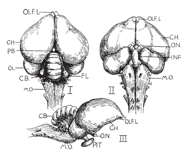 Optische Zenuwen Overstekende Kinderen Het Chiasma Vintage Lijntekening Gravure Van — Stockvector