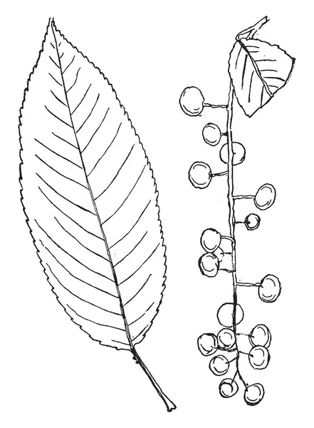 一幅画 上面有樱桃树 梅树的叶子和枝条 叶子是简单的 交替的 边缘齿状的 通常是细皱的 复古的线条画或雕刻插图 — 图库矢量图片