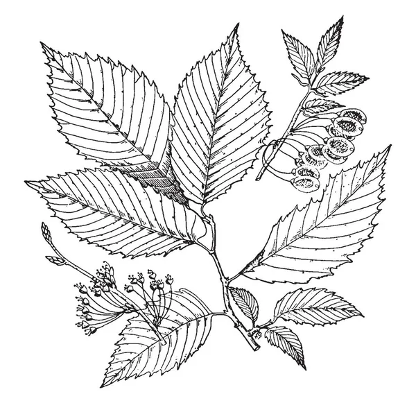 Стволовая Ткань Galapageium Круглая Овальная Форма Ткани Рисунок Винтажной Линии — стоковый вектор