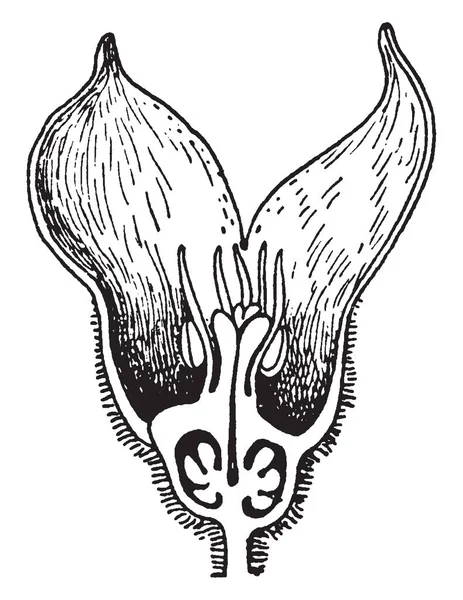 Fleur de gingembre sauvage illustration vintage . — Image vectorielle
