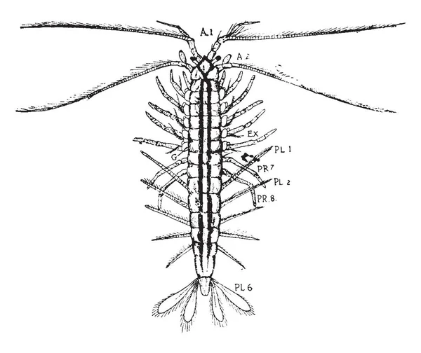 Anaspides Septième Huitième Membres Thoraciques Pereiopodes Dessin Ligne Vintage Illustration — Image vectorielle