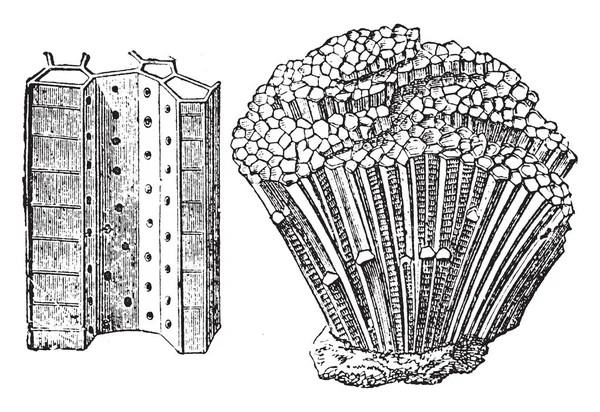 Ortak Devoniyen Coral Favosites Polymorpha Vintage Çizgi Çizme Veya Oyma — Stok Vektör
