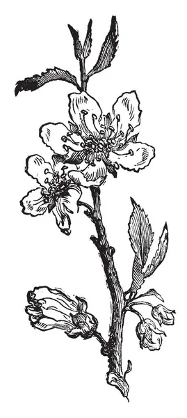 アーモンドの木のイメージです この画像は アーモンドの花を示します 花を育てる ビンテージの線描画や彫刻イラスト始めています — ストックベクタ