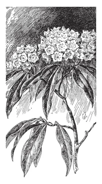 Ericaceae, Salute, Famiglia, Kalmia, Latifolia, alloro, fiori, mo — Vettoriale Stock