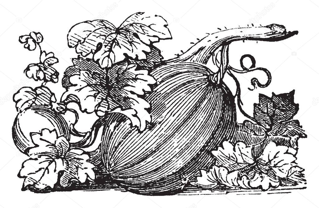 A branch of pumpkin along with leaves. It is big, thick, watermelon-shaped and deep yellow-orange colour. Insides this white seeds are present and its leaf are flat & long. This is derive from flower, vintage line drawing or engraving illustration.