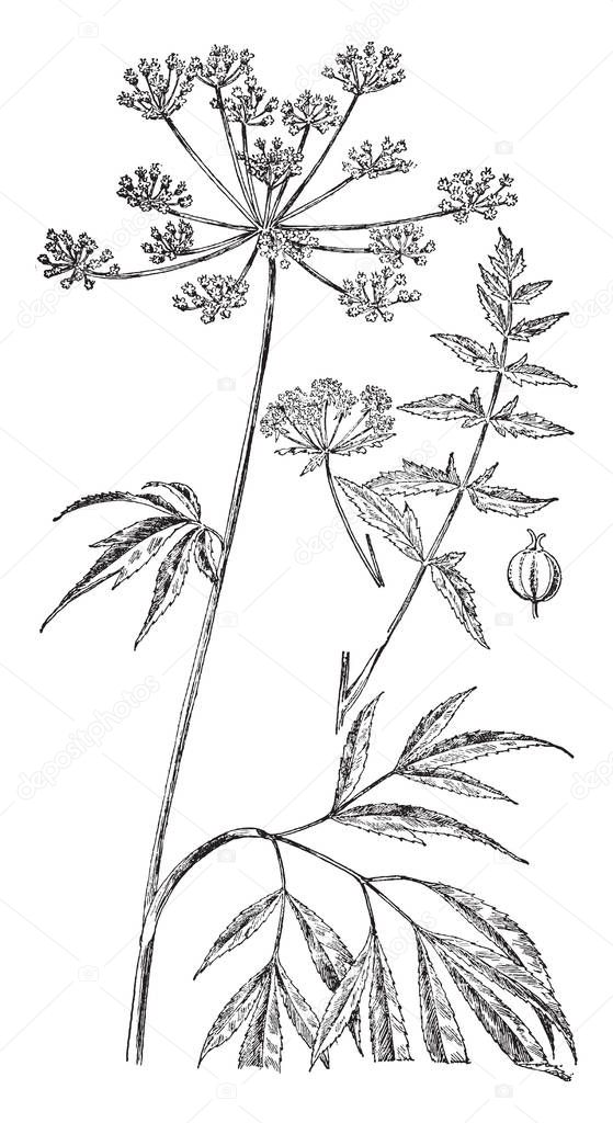 A picture is showing a Early Meadow Parsnip. This is growing to 2 to 3 ft. The plant produces many small white flowers in a compound umbel, vintage line drawing or engraving illustration.