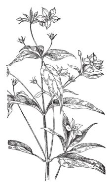 Saçaklı Loosestrife familyasından bir çiçekli bitki. Beş yaprakları, vintage çizgi çizme veya oyma resimde sarı renkli çiçeklerle vardır.