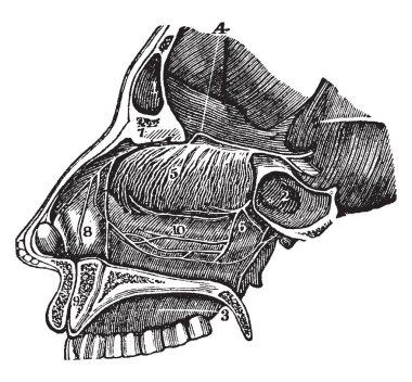 Bu resimde bir yan görünüm burun delikleri, vintage çizgi çizme veya oyma illüstrasyon geçişini temsil eder..