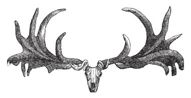 İrlandalı Elk kafatası kafatası ailesinin Cervidae temsil eden geyik, vintage çizgi çizme veya oyma illüstrasyon kırk beş tür oluşur.