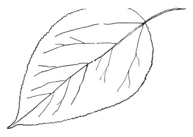 Bacca bitki bir resim. Sekiz bir düğüm ve dar, vintage çizgi çizme şeklinde veya illüstrasyon oyma yaprakları ekli bırakır.