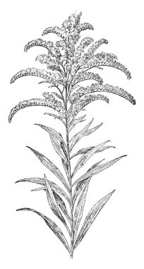 Düzenleme üç gösteren bir resim aralıkları, saz, vintage çizgi çizme veya oyma illüstrasyon kök bir parçası üzerinde gösterilen.