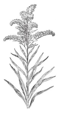 Seaside Golden-Rod (Solidago yaprak) bitki, büyük, altın sarı çiçek kümeleri, vintage çizgi çizme veya oyma resimde çok yıllık bitki familyasıdır.