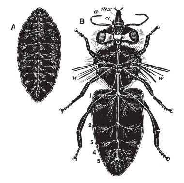 Bu resimde arı sinir sistemi, vintage çizgi çizme veya oyma illüstrasyon temsil eder..