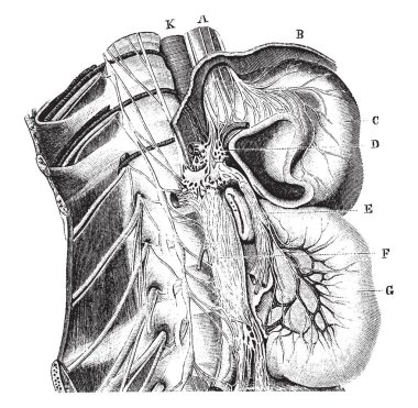 Spinal sinirlerin sempatik kablosunu ve sempatik Ne ağ