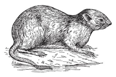 Misk sıçanı semiaquatic kemirgen Kuzey Amerika, vintage çizgi çizme veya oyma illüstrasyon için yerel bir orta büyüklükte olduğunu.