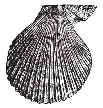 Pecten varius gibi hayvanlar, vintage çizgi çizme veya oyma illüstrasyon yapısında herhangi bir tarak olduğunu.
