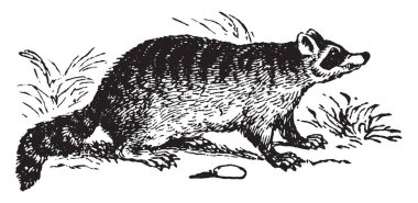 Bir orta ölçekli memeli Kuzey Amerika, vintage çizgi çizme veya oyma illüstrasyon için yerel ortak rakun olduğu.