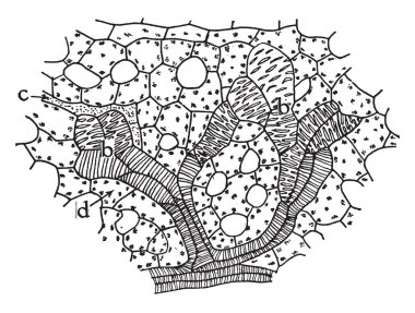 Bir resim H. Virgatum bitki gösterir. Çim bir türüdür. Hypericaceae için ait olduğu ve bu küçük bud, yaprakları ve birden çok Pollain-tahıl ile çiçekler. Parlak sarı kök, vintage çizgi çizme veya oyma resimde bulunan.