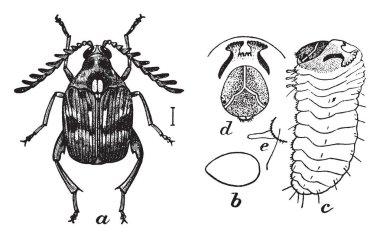 Yanlış Dragon-baş gösteren bir resim. Physostegia virginiana ortak için yanlış Dragon-baş adıdır. Nane ailesine ait bir çiçekli bitki bu. Kuzey Amerika, vintage çizgi çizme veya oyma illüstrasyon için yerel.