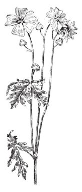 Bir adam onun baş ve tablo çubuklar, vintage çizgi çizme veya oyma illüstrasyon altında sıkışmış ayaklar altında katlanmış ellerle karın masada otururken egzersiz yapıyor.