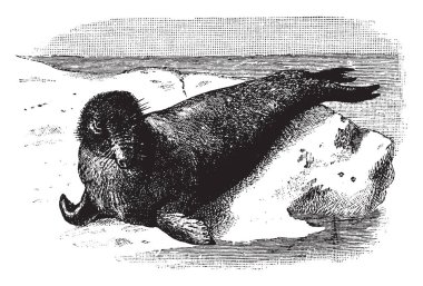 Otaries, vintage çizgi çizme veya oyma illüstrasyon büyük bir kayanın üzerinde deniz fili.