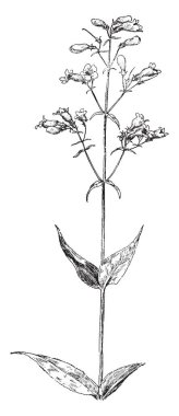 Genellikle canlı kırmızı, derin beş loblu, vintage çizgi çizme veya oyma illüstrasyon Kardinal çiçekler vardır.