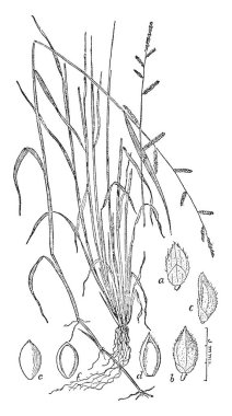 Bu resim, çizim için vintage veya oyma resimde gösterilen nişasta farklı türleri vardır.