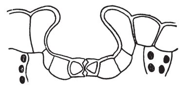 Büyük yaprak, vintage çizgi çizme veya oyma illüstrasyon resmini.