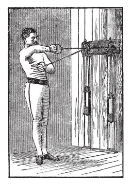 A picture is showing D. Rotundifolia Digestive Gland. This is the longitudinal section of it, vintage line drawing or engraving illustration.