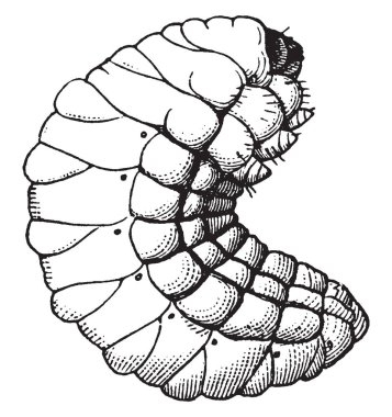 Ecuelle parfümeri, vintage çizgi çizme veya oyma resimde kullanılan bir Piquer.