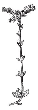 Linnaeus Monadelphia gösteren bir resim. Bu bir bitki ve burada bir tüp, vintage çizgi çizme veya oyma illüstrasyon birleşmiş olan cinsel sistemdir.