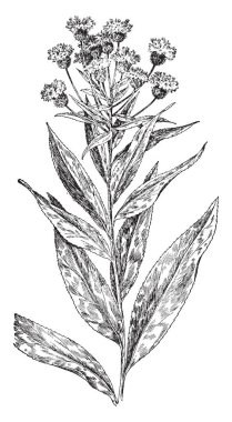 İki yaprak eklemek farklı düzeyde, onlar dalda yetişen ve sapı çok kısa, vintage çizgi çizme veya oyma illüstrasyon.