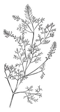 Bu orta boy kırpma, ama çok uzun ve kalın tahıl ve çok kalın, vintage çizgi çizme veya oyma illüstrasyon kaynaklanıyor vardır.