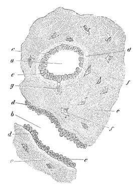 Bu resimde bir insan, vintage çizgi çizme veya illüstrasyon oyma kompakt kemik oluşumu temsil eder.
