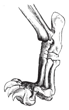 Aslan parçası bir memeli genellikle dört ayaklı, vintage çizgi çizme veya oyma illüstrasyon gibi yumuşak ayak olan ayak.