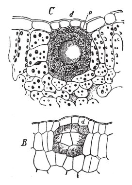 Sculling makine ile egzersiz bu resim A man içinde üst vücut için kullanılan. Bu egzersiz, vintage çizgi çizme veya oyma illüstrasyon yoludur.