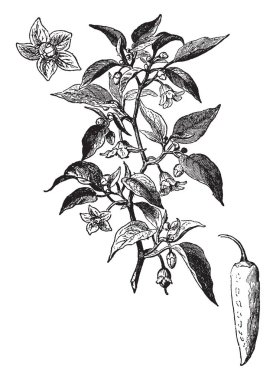 Tropik bir bitki cinsi biber taşıyan biber. Bu genellikle zaman olgunlaşmamış yeşil bitki ve kırmızı veya sarı olgun zaman, vintage çizgi çizme veya oyma illüstrasyon içi boş meyvesi biber vardır.