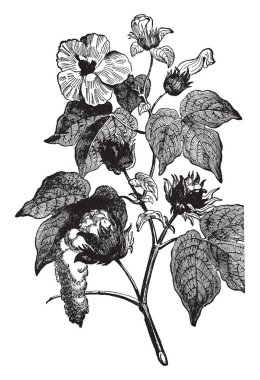 Bu üretilen madde zayıflatır Pamuk bitki. otlar, vintage çizgi çizme veya oyma illüstrasyon için çalışır.