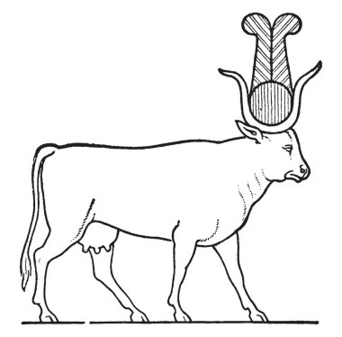 In this image Hathor the Egyptian cow are goddess, vintage line drawing or engraving illustration. clipart